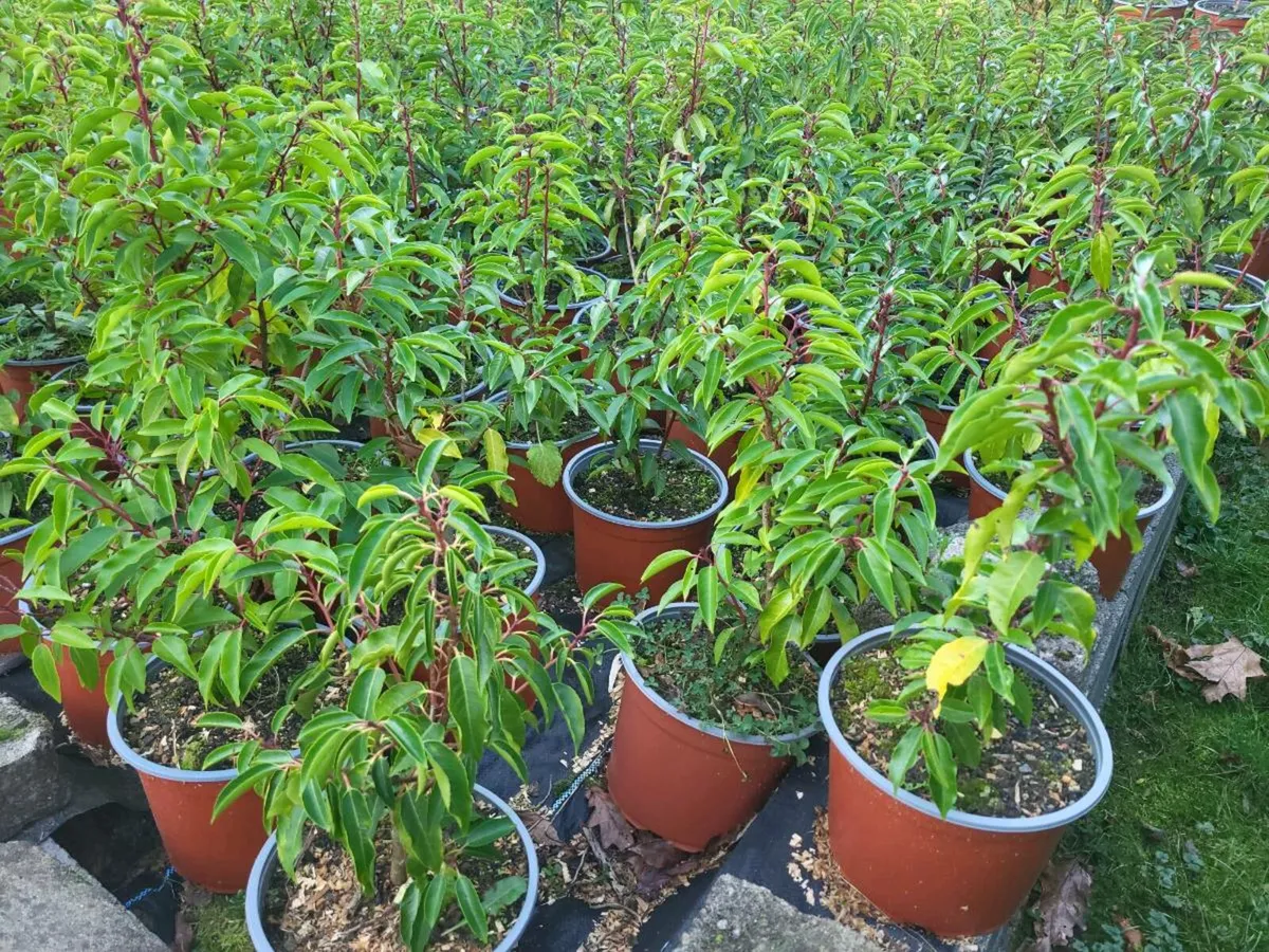 Portuguese Laurel (Prunus lusitanica) - Image 2