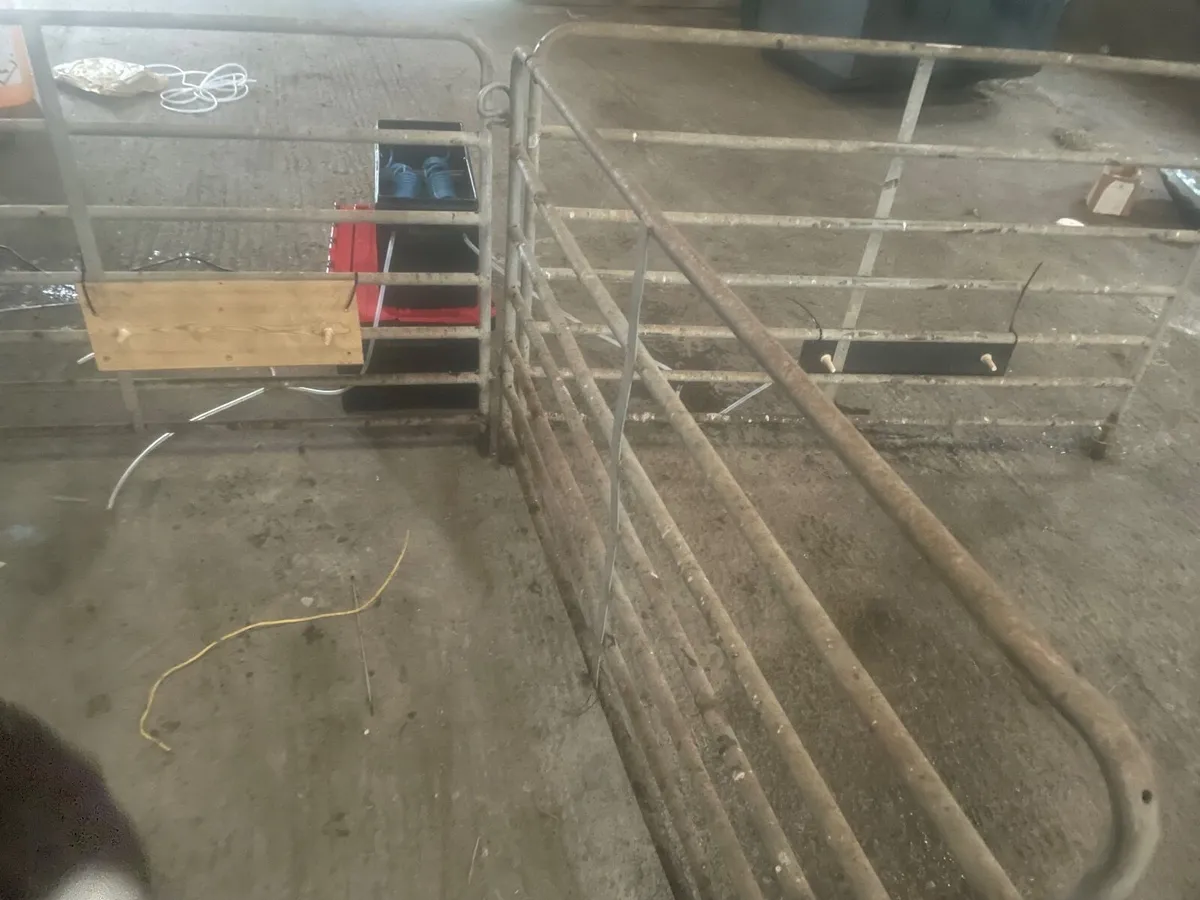 Heatwave Automatic Lamb/Calf Feeder - Image 4