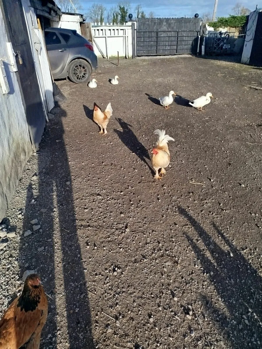 Poultry - Image 1