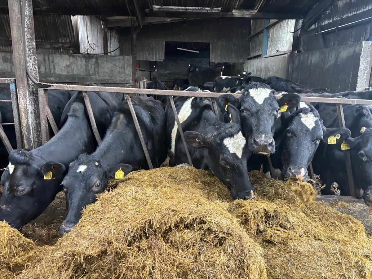 105 Dairy Cows - Image 1