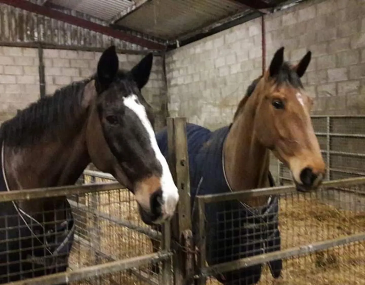 Livery Small private yard - Image 2