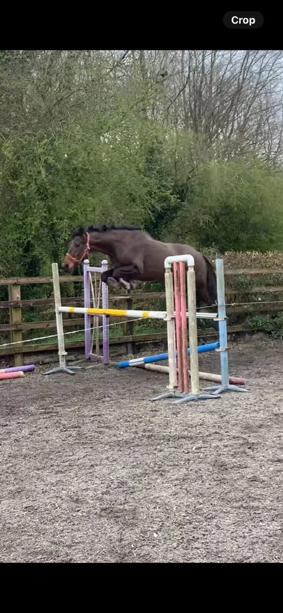 Livery Small private yard - Image 4