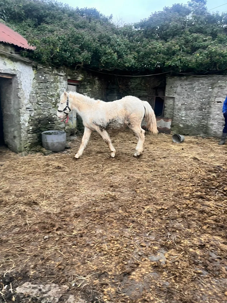 Cream Filly Foal - Image 2