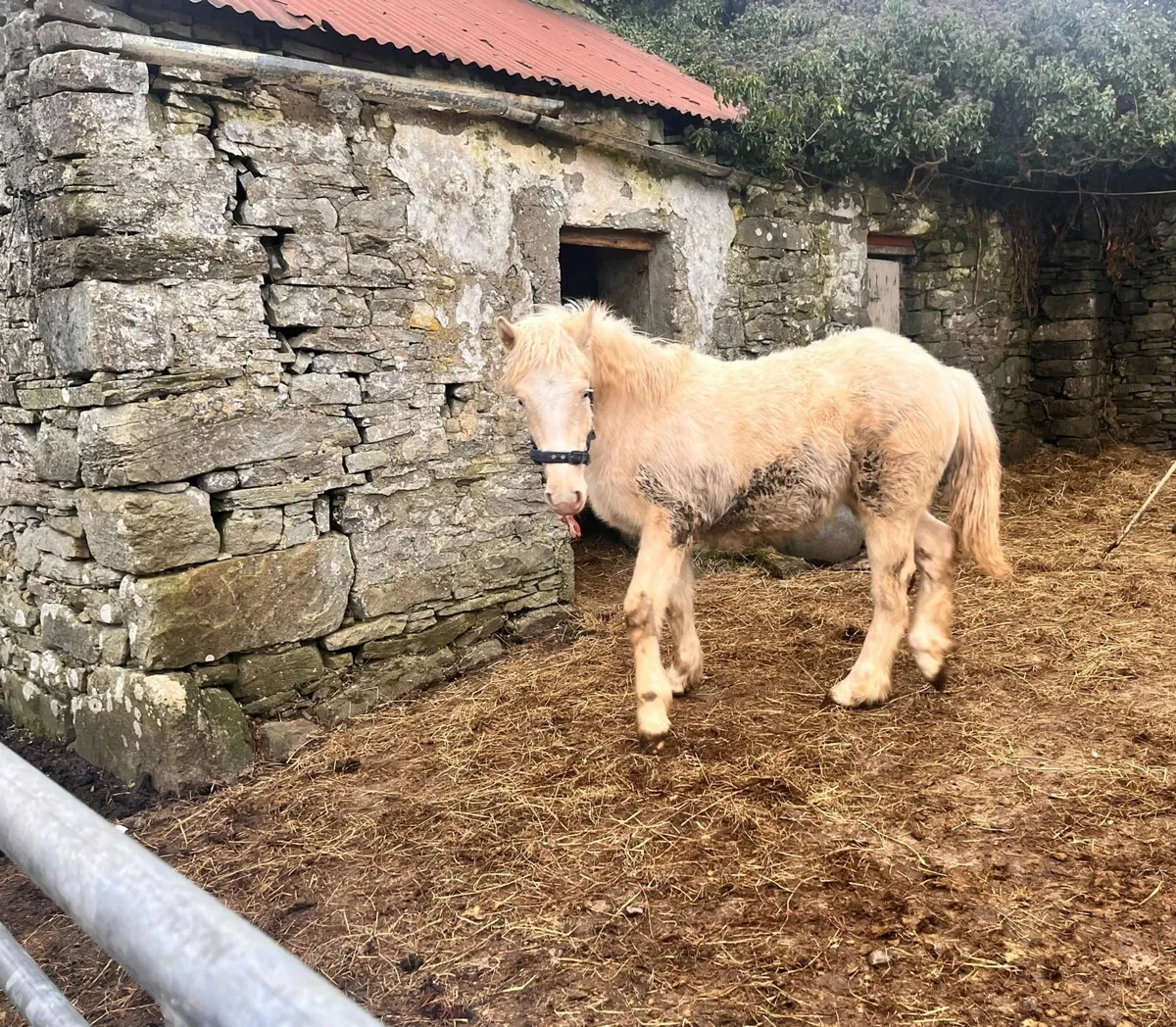 Cream Filly Foal - Image 3