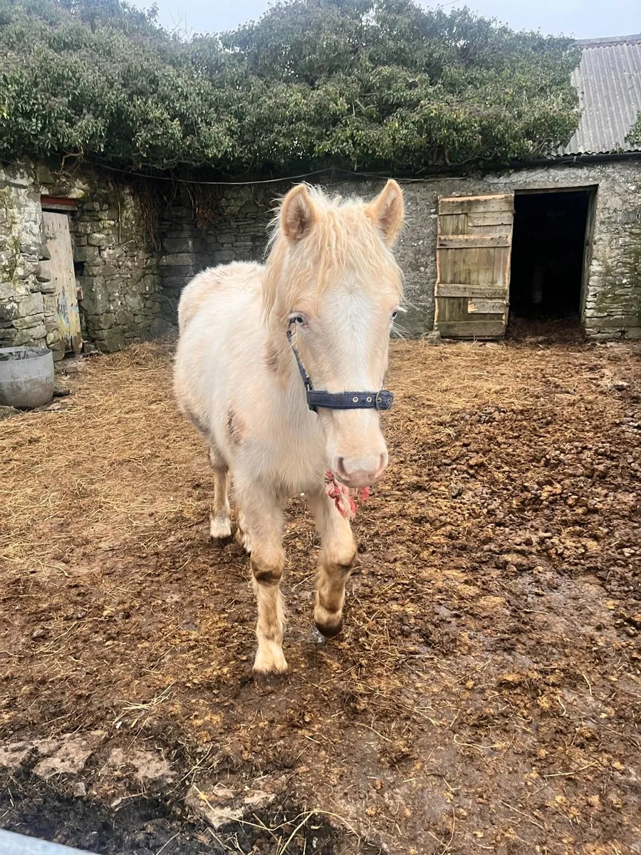 Cream Filly Foal - Image 1