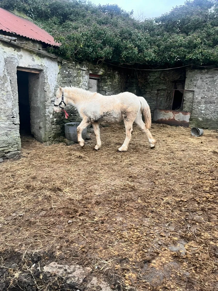 Cream Filly Foal - Image 4