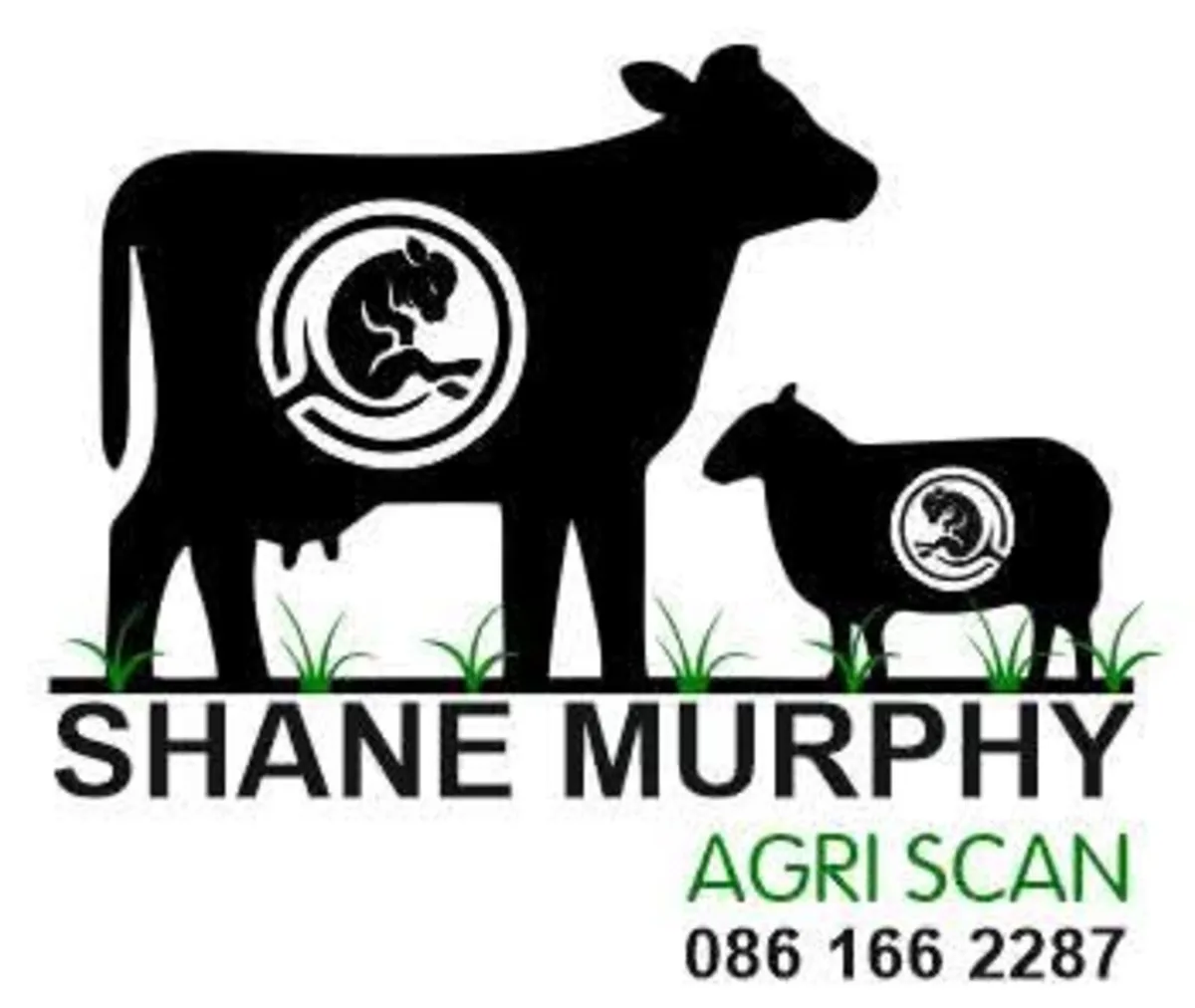 Sheep and cow scanning - Image 1