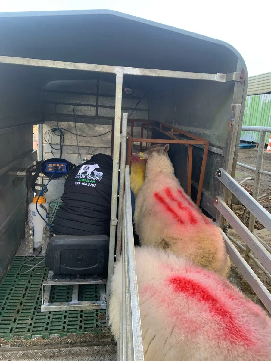 Sheep and cow scanning - Image 3