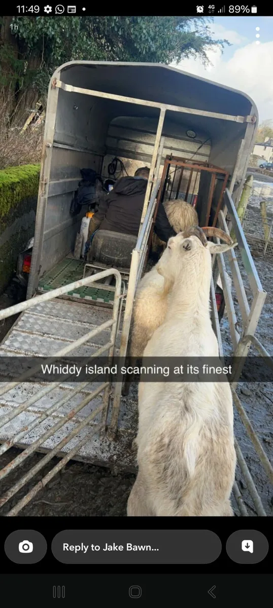 Sheep and cow scanning - Image 4
