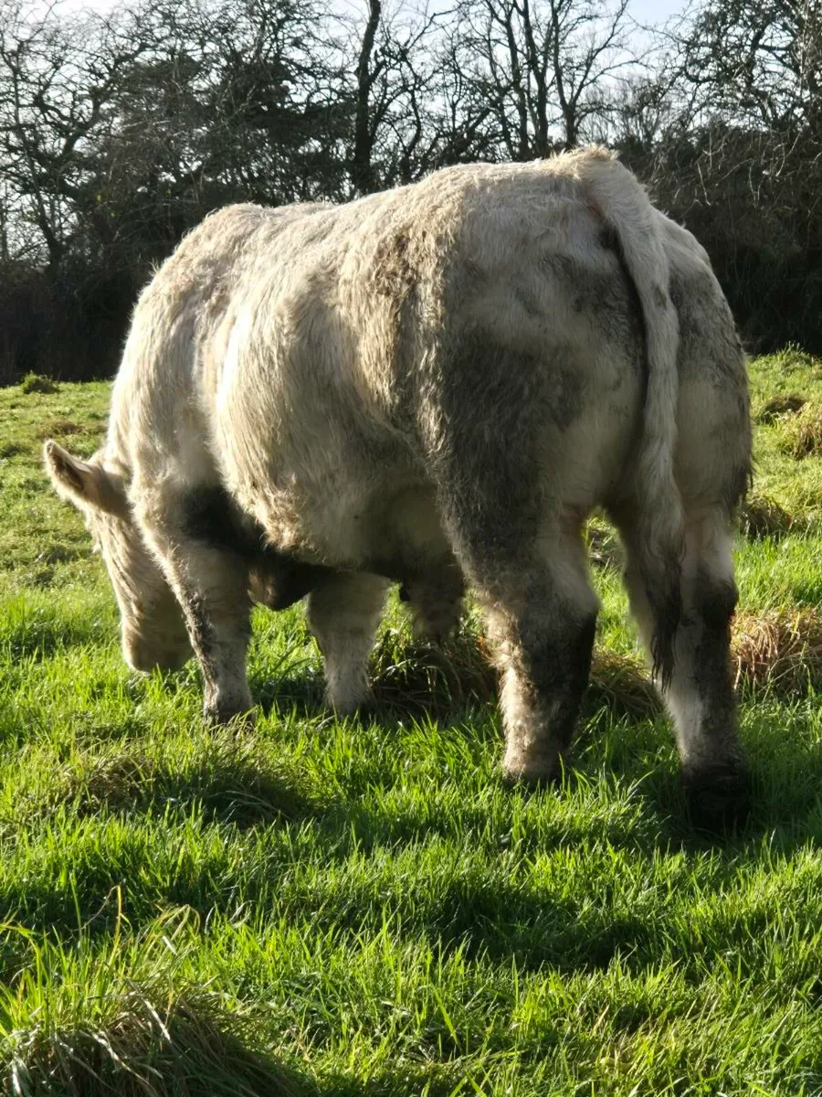 Pedigree registered charolais Bulls - Image 3