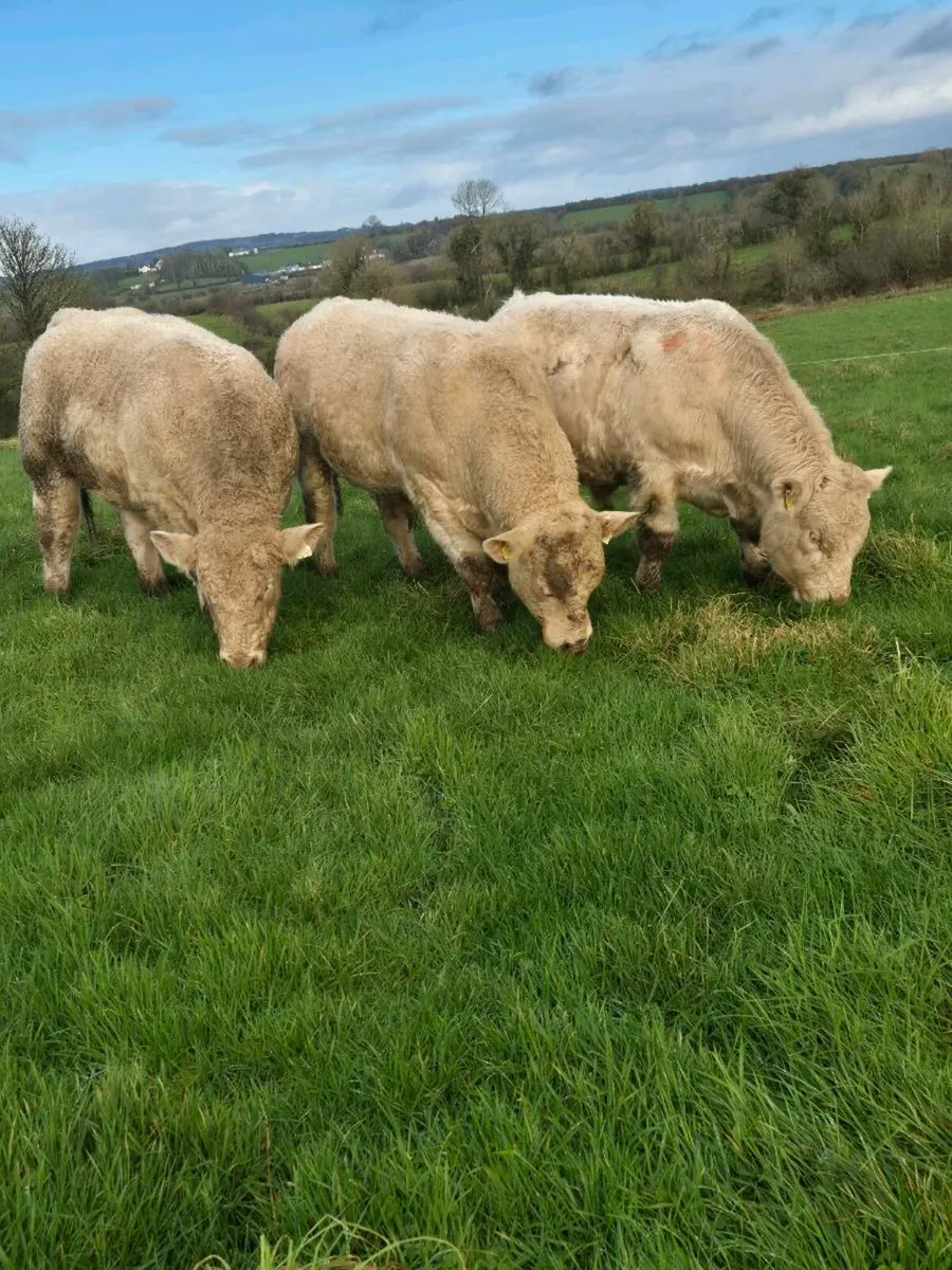 Pedigree registered charolais Bulls - Image 1