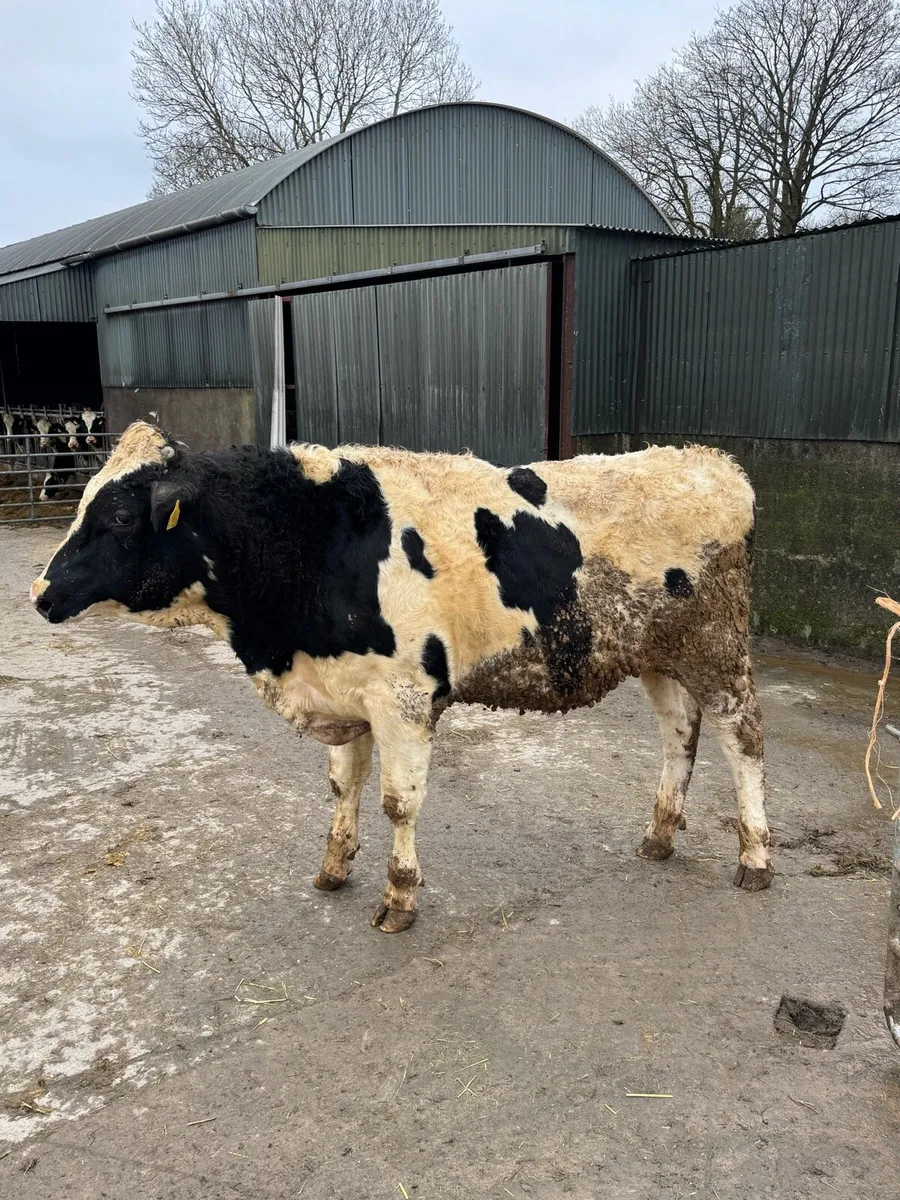 Pedigree Holstein Bull - Image 1