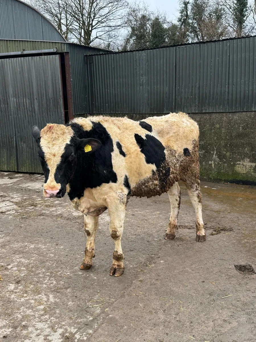 Pedigree Holstein Bull - Image 2