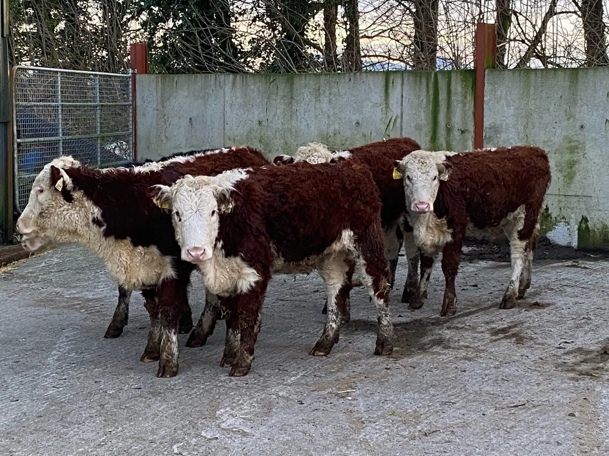 5 Suckler Bred Hereford Heifers for Sale - Image 1