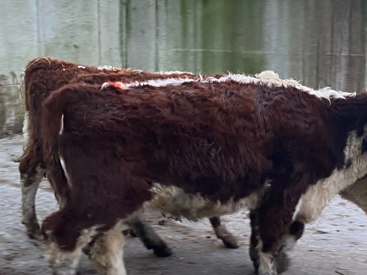 5 Suckler Bred Hereford Heifers for Sale - Image 2