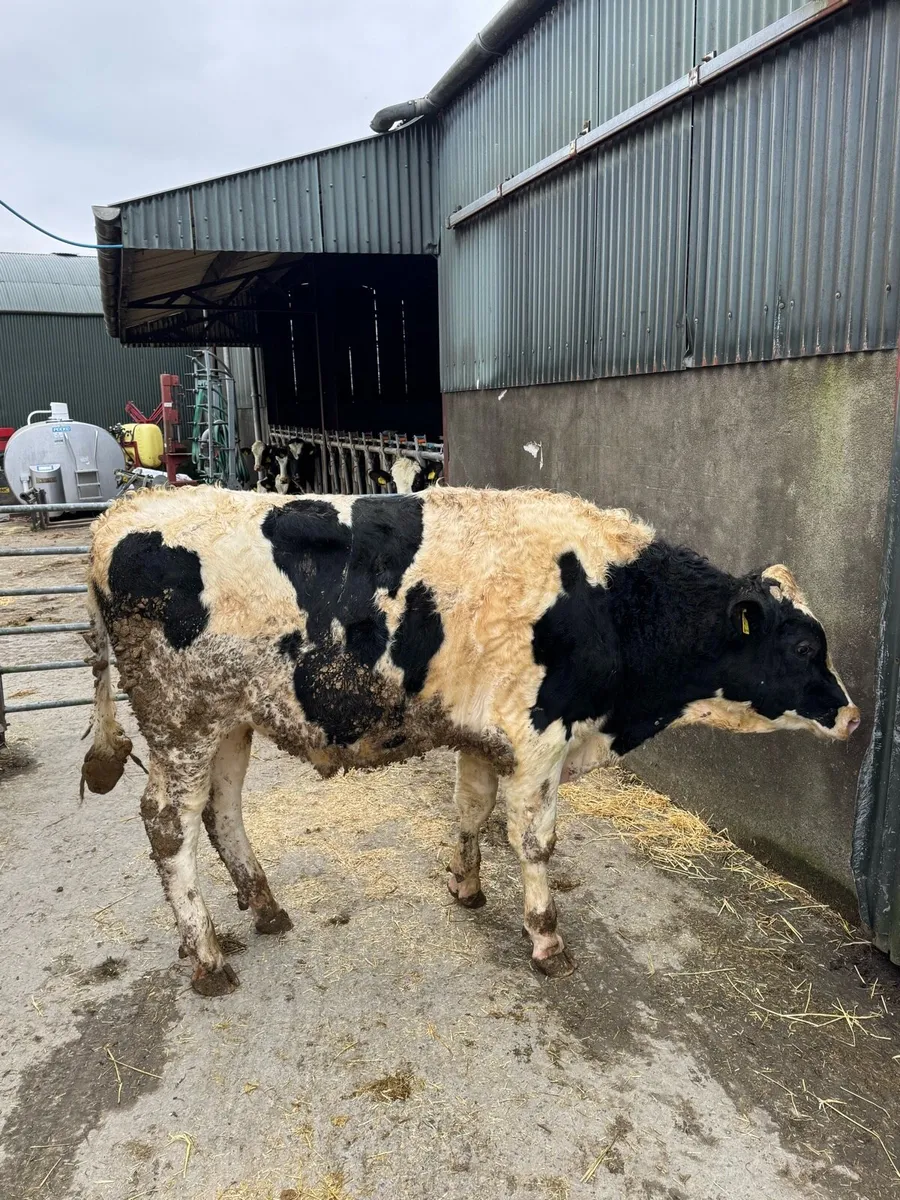 Pedigree Holstein Bull - Image 3
