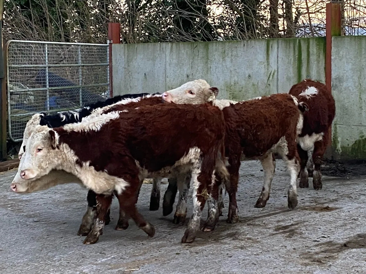 5 Suckler Bred Hereford Heifers for Sale - Image 3