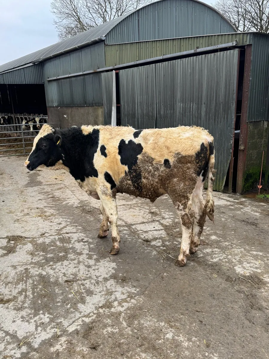 Pedigree Holstein Bull - Image 4