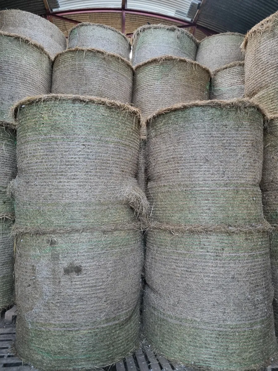 Hay - Image 2