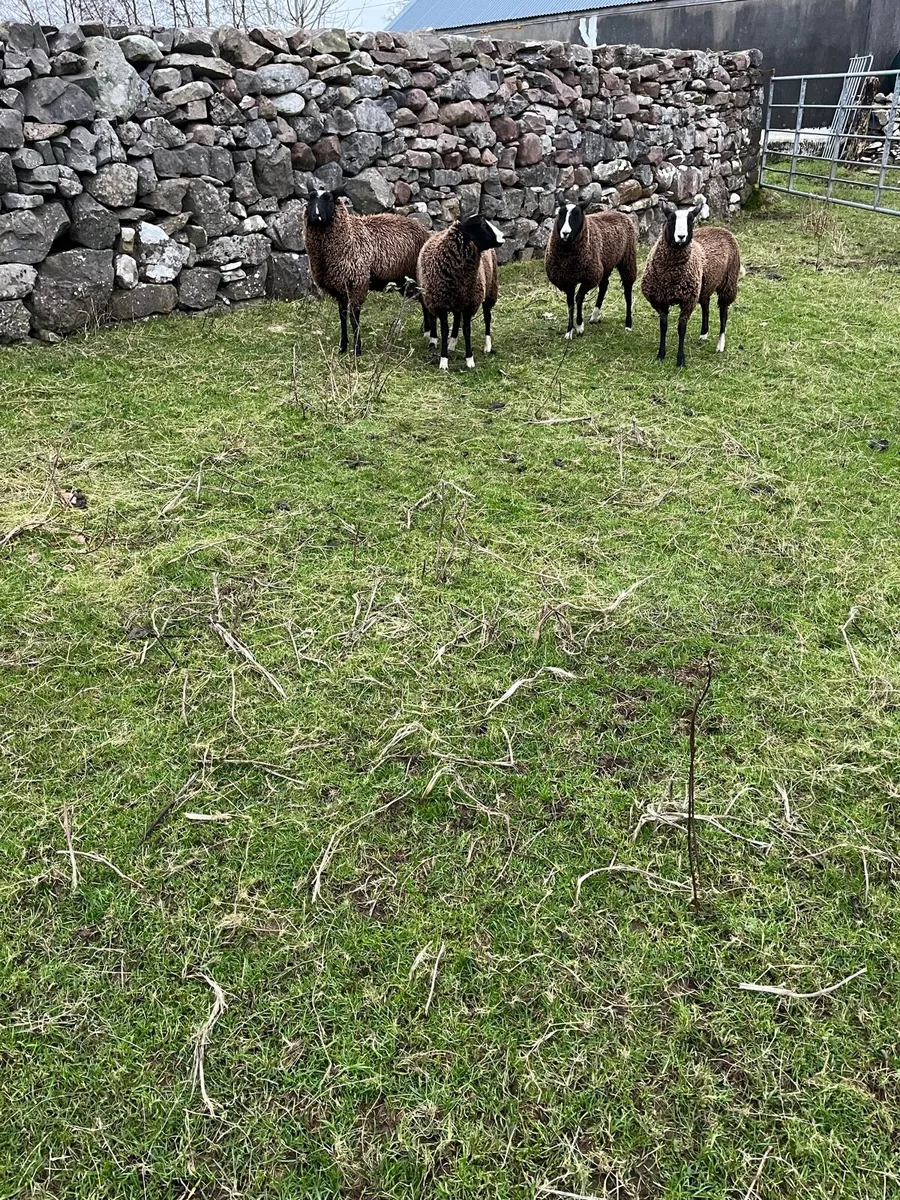 Ewe Lambs - Image 1