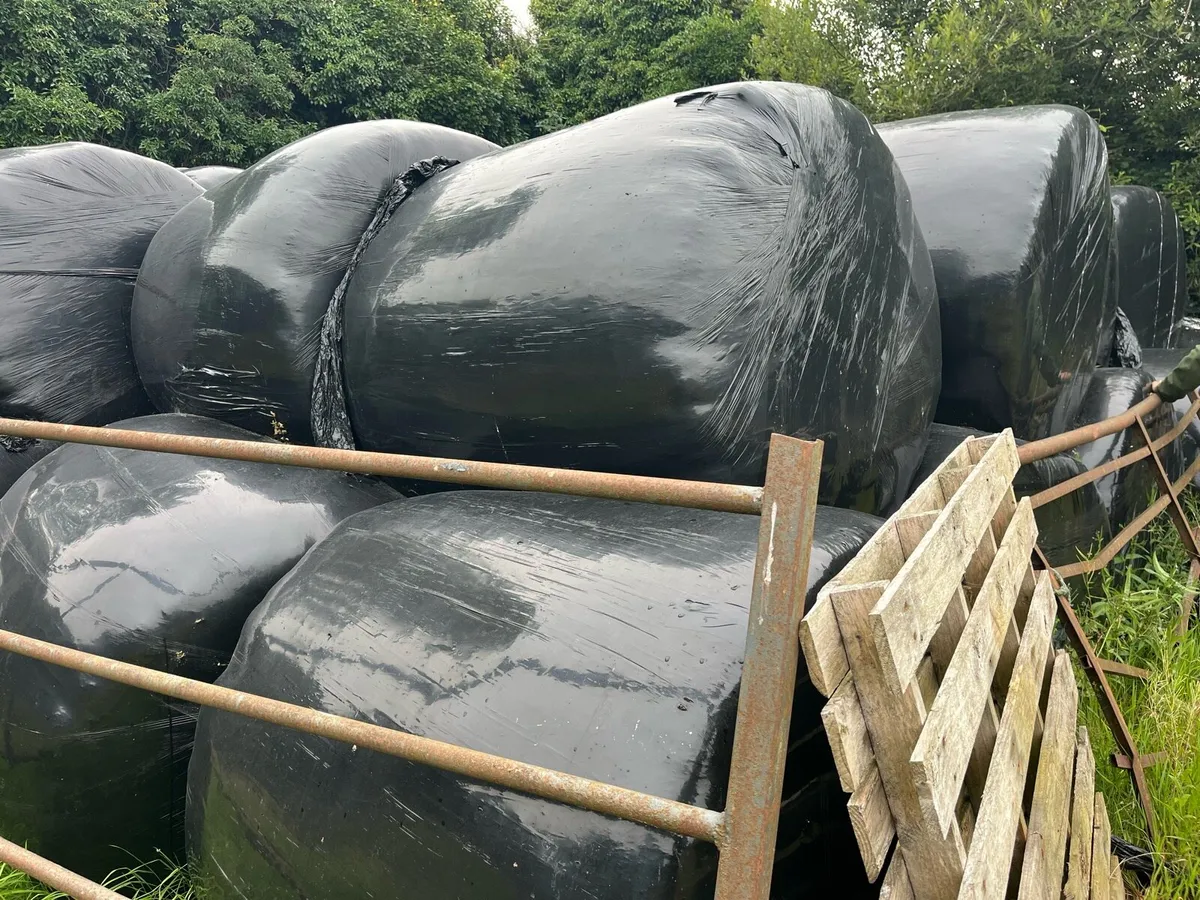 Bales Silage - Image 3