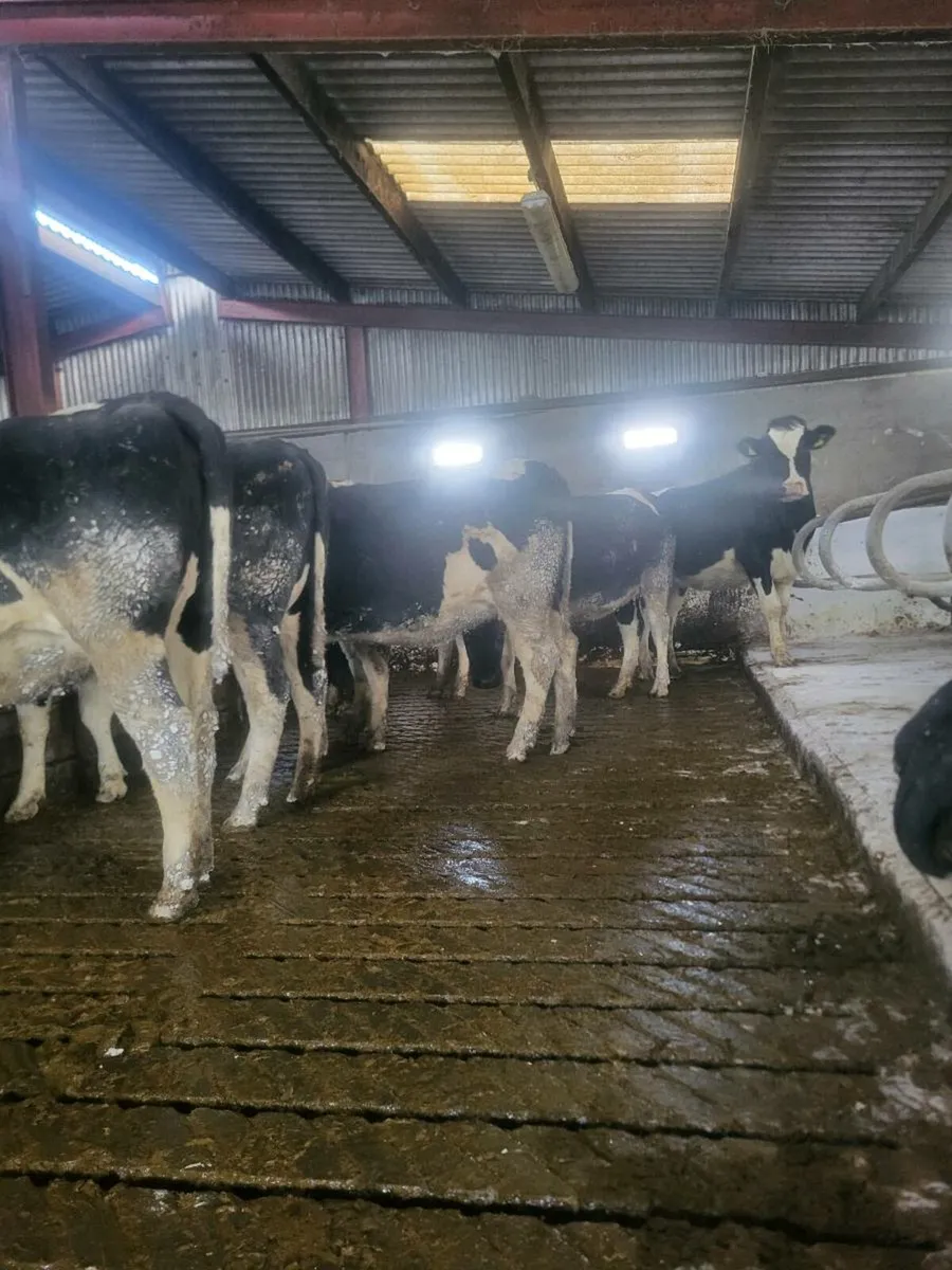 Spring calving heifers - Image 1