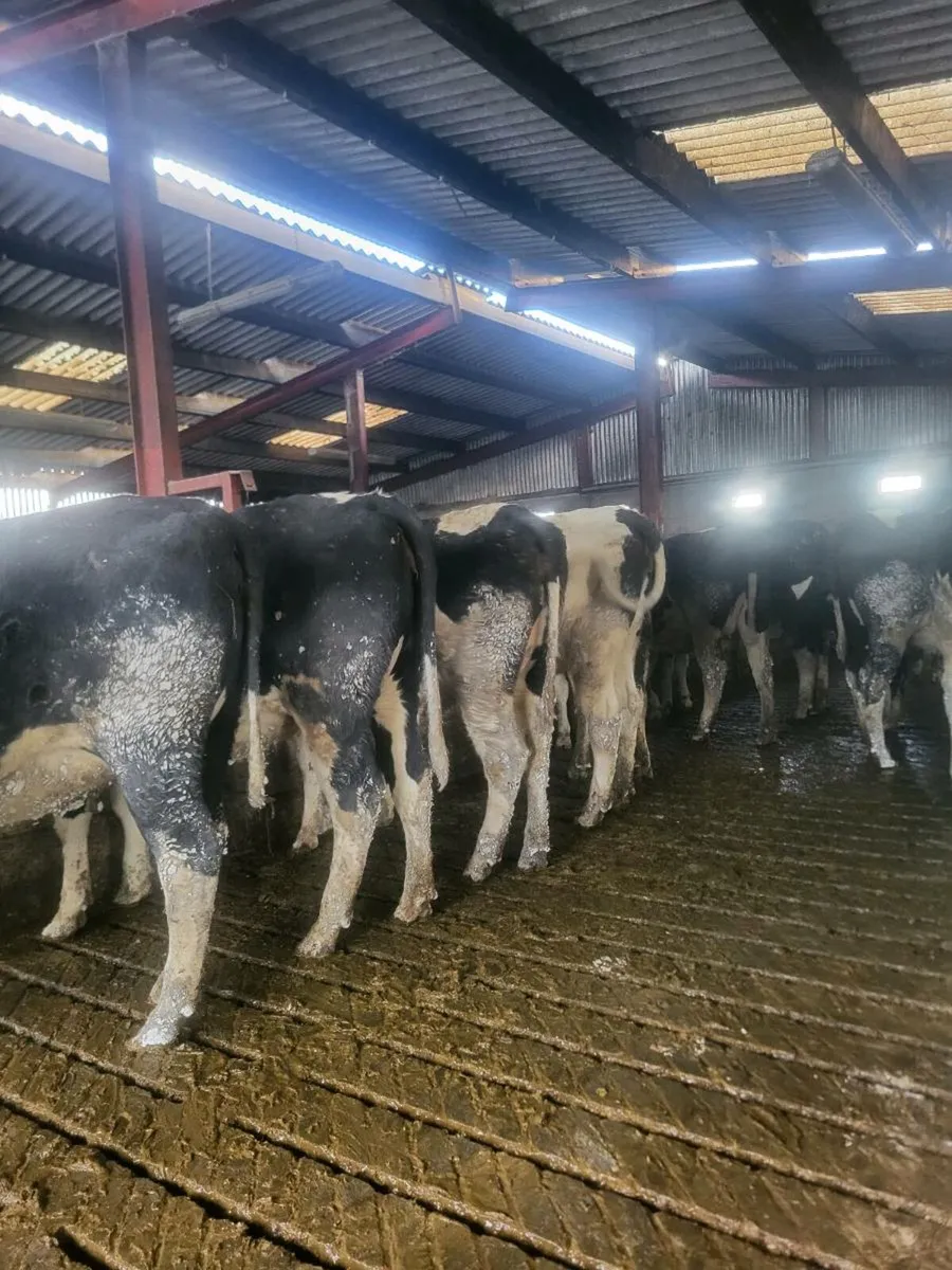 Spring calving heifers - Image 2