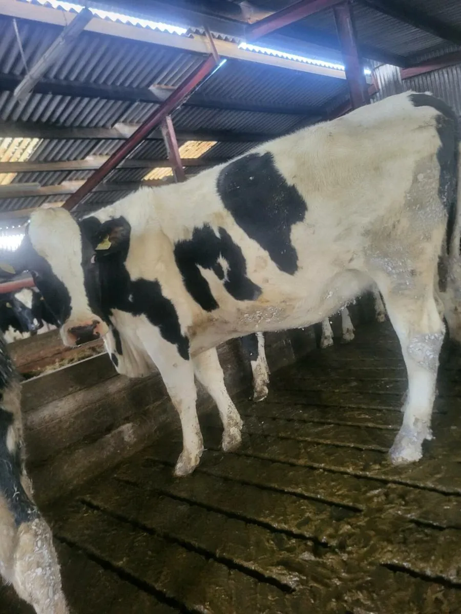 Spring calving heifers - Image 4