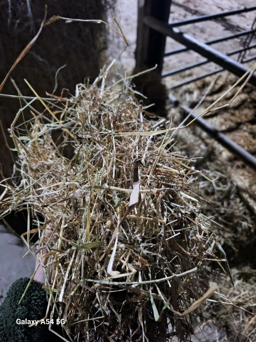 Hay for sale - 2025 - Image 2