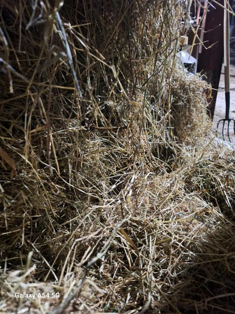 Hay for sale - 2025 - Image 3
