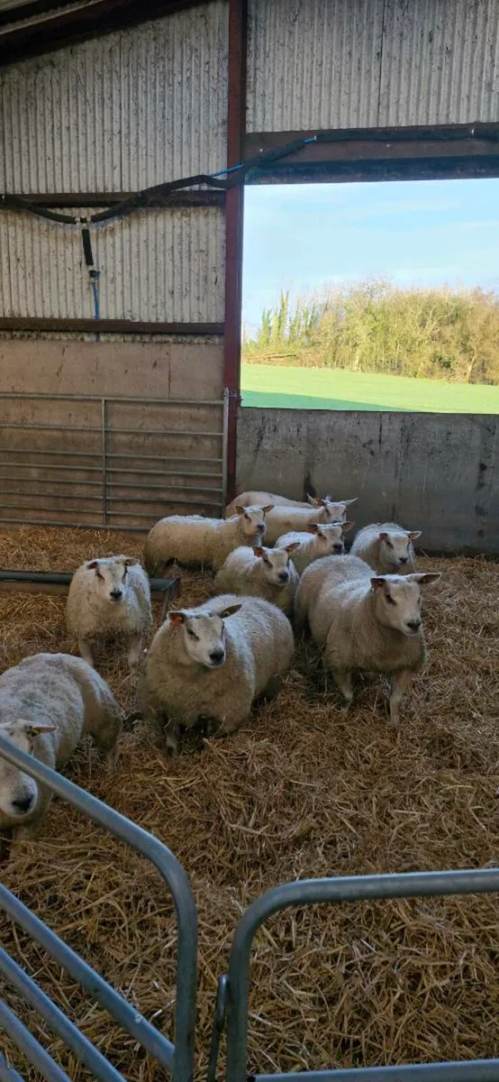 ⭐️Pedigree Beltex Stock Ewes, Gimmers & Ewe Lambs⭐ - Image 2