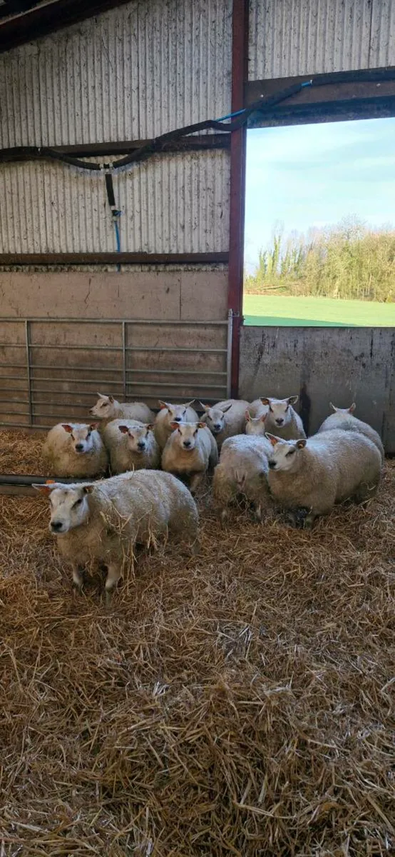 ⭐️Pedigree Beltex Stock Ewes, Gimmers & Ewe Lambs⭐ - Image 3