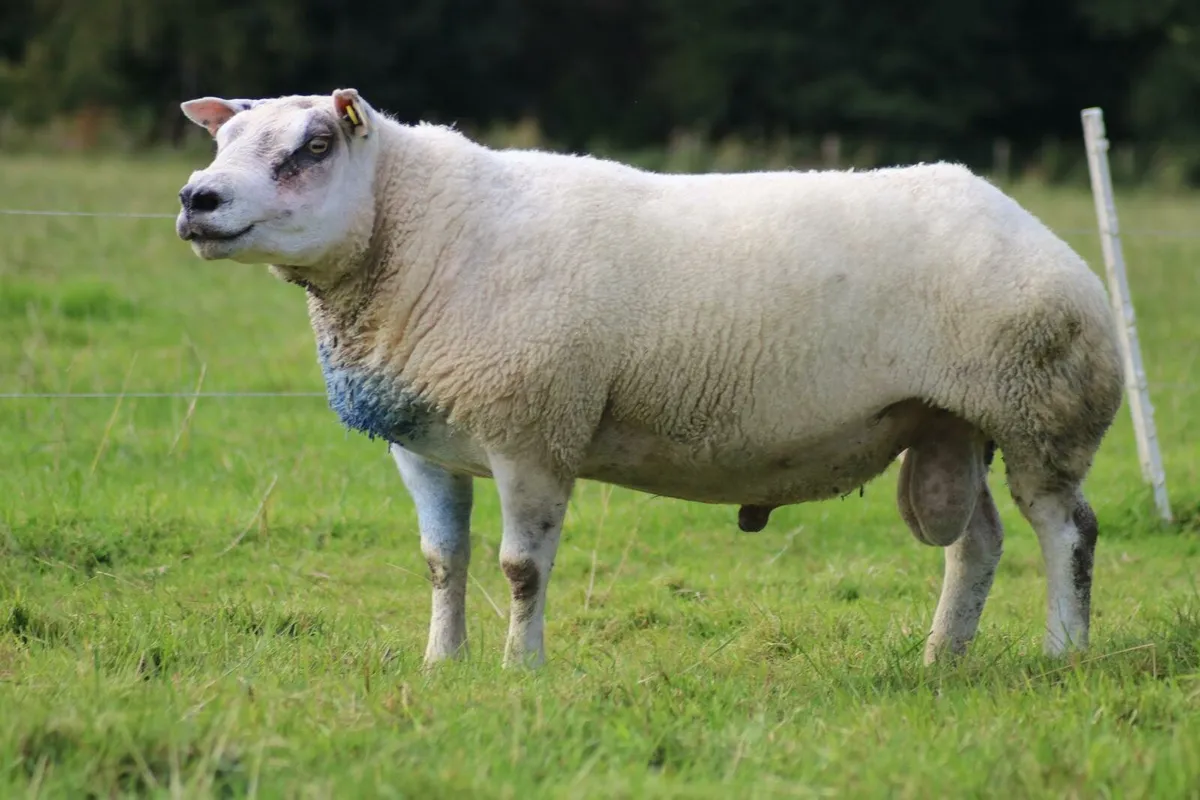 ⭐️Pedigree Beltex Stock Ewes, Gimmers & Ewe Lambs⭐ - Image 4