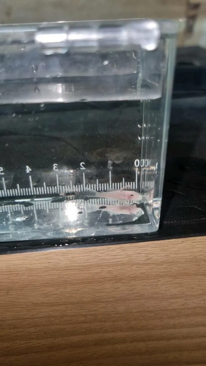 Snow White Brisltnose Plecos - Image 2