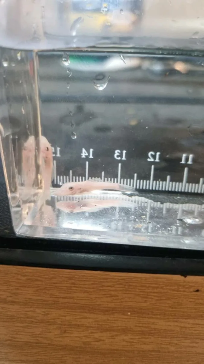 Snow White Brisltnose Plecos - Image 3