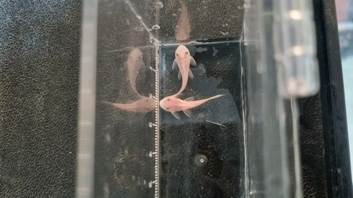 Snow White Brisltnose Plecos - Image 4