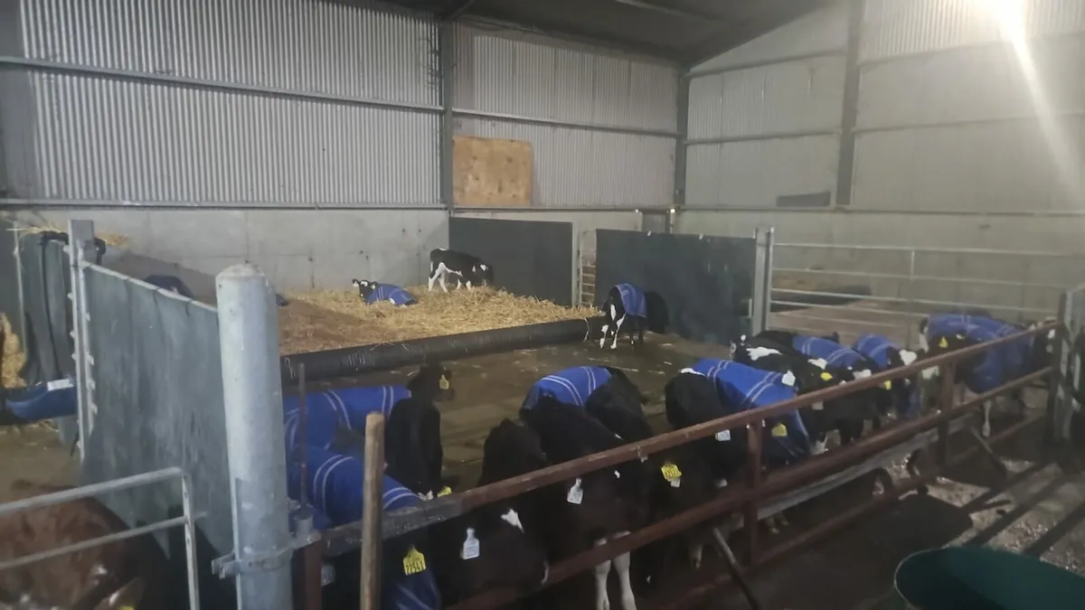 Calf & Sheep Slats - Image 3