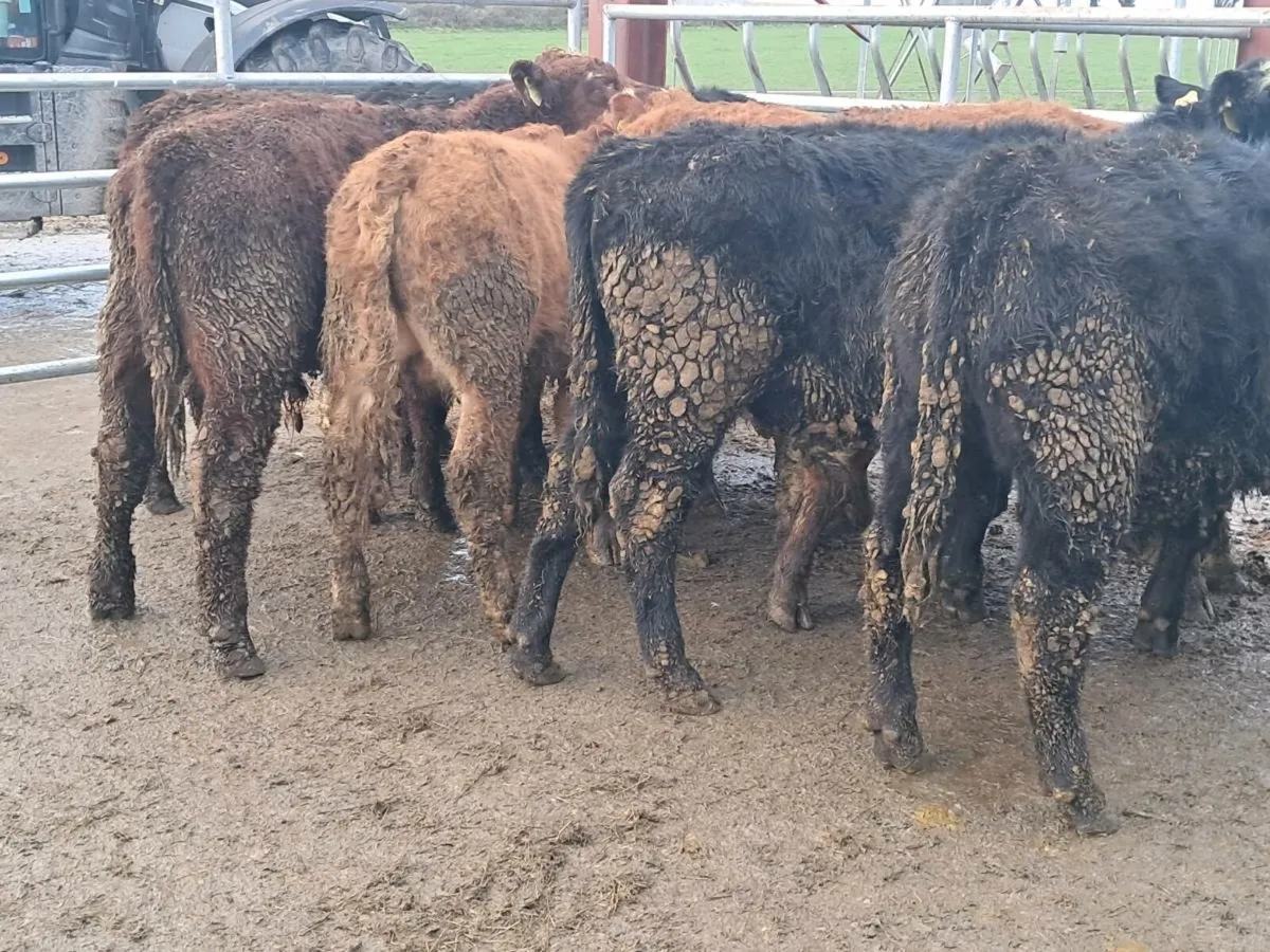 14 SUCKLER BRED BULLOCK WEANLINGS - Image 2