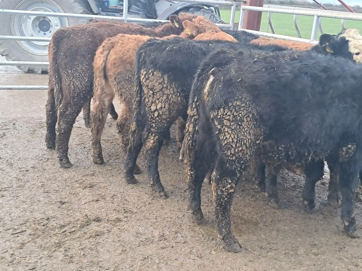 14 SUCKLER BRED BULLOCK WEANLINGS - Image 3