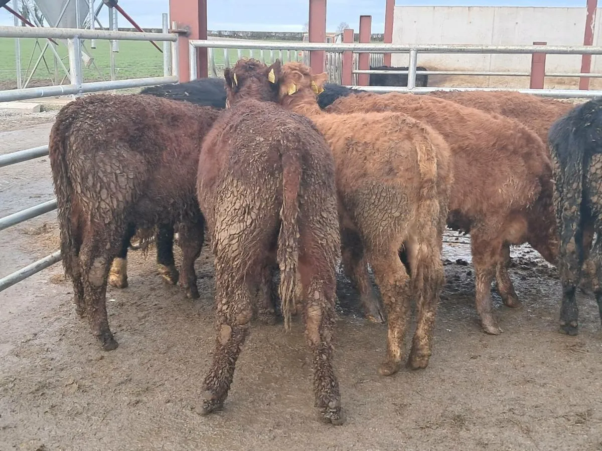 14 SUCKLER BRED BULLOCK WEANLINGS - Image 4