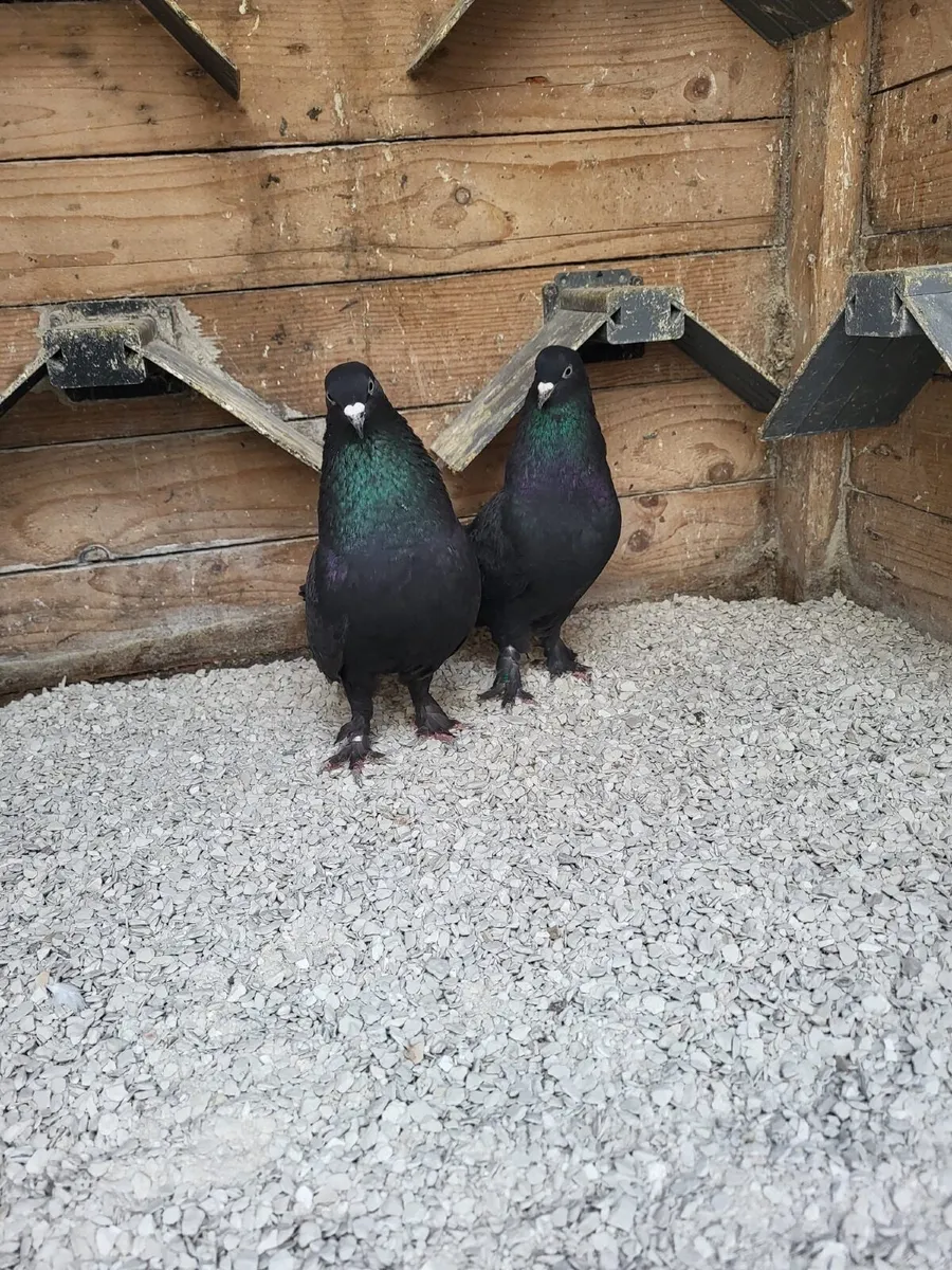 Turkish pigeons - Image 1