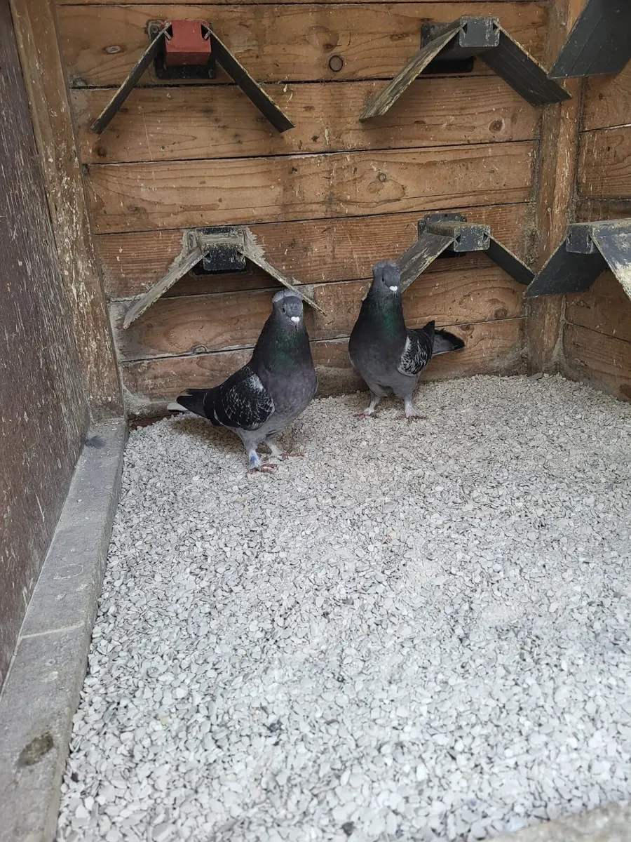 Turkish pigeons - Image 2