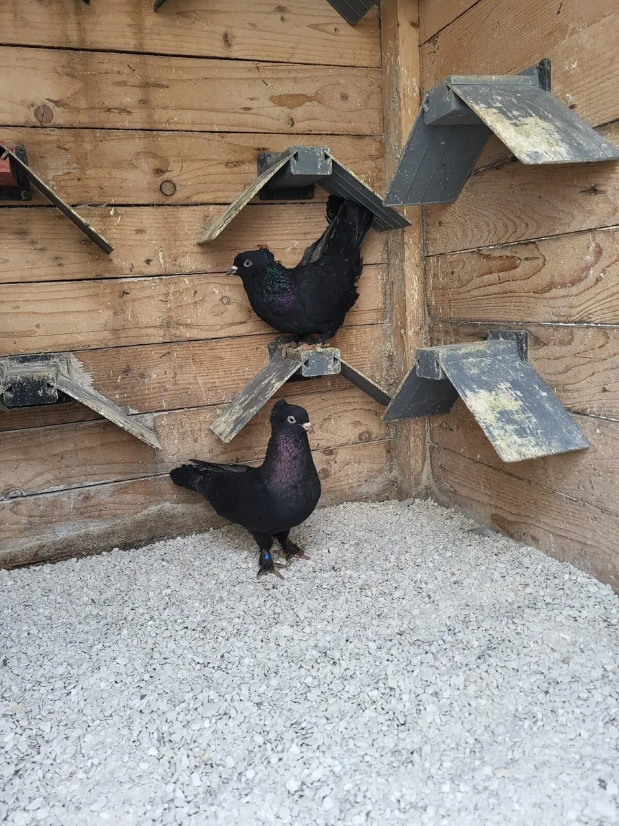 Turkish pigeons - Image 3