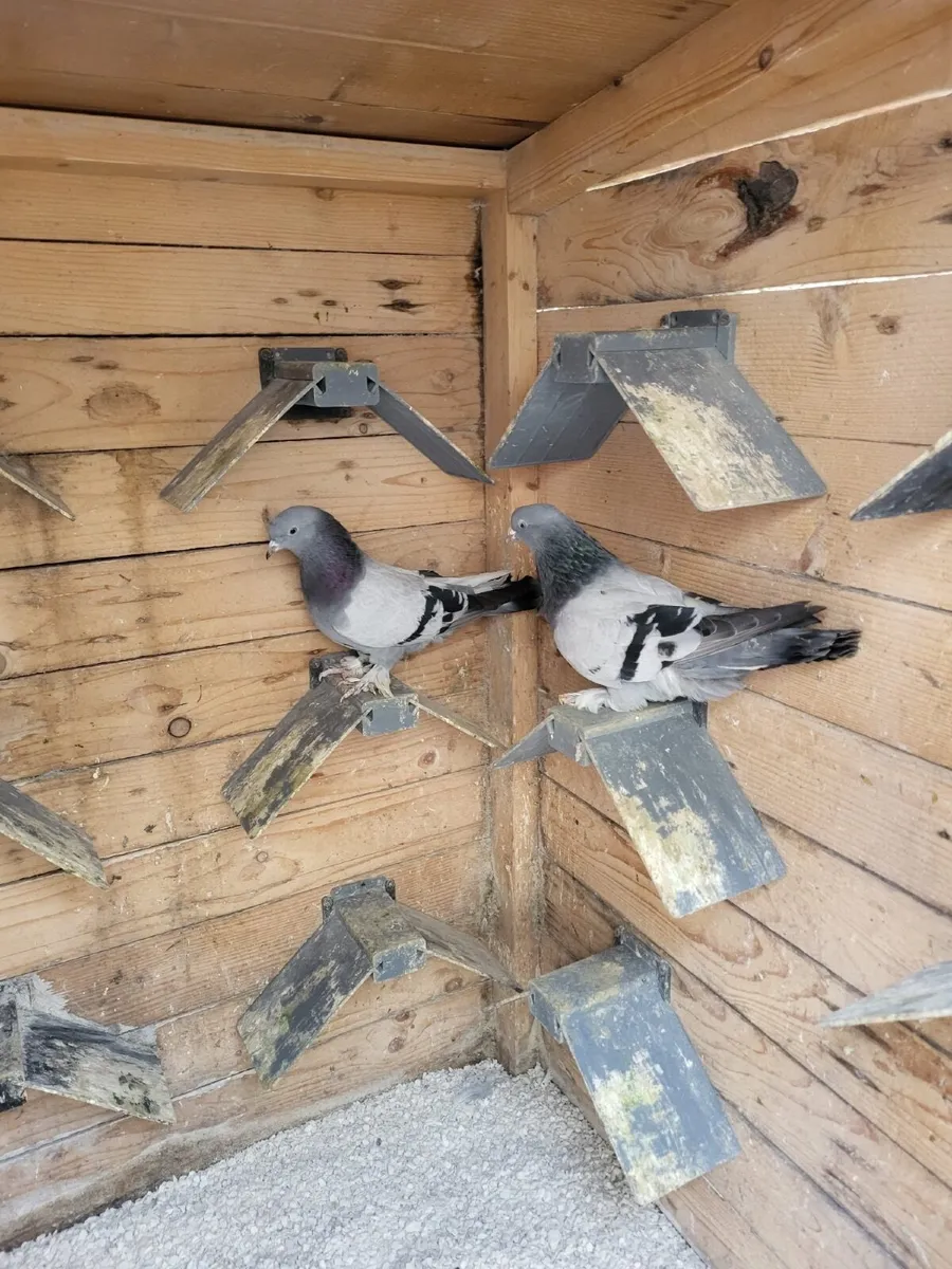 Turkish pigeons - Image 4