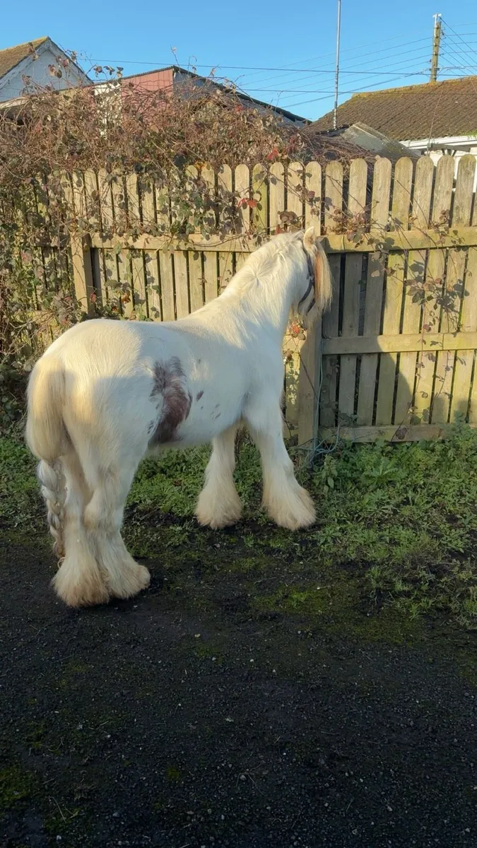 Stallion 4 year old - Image 2