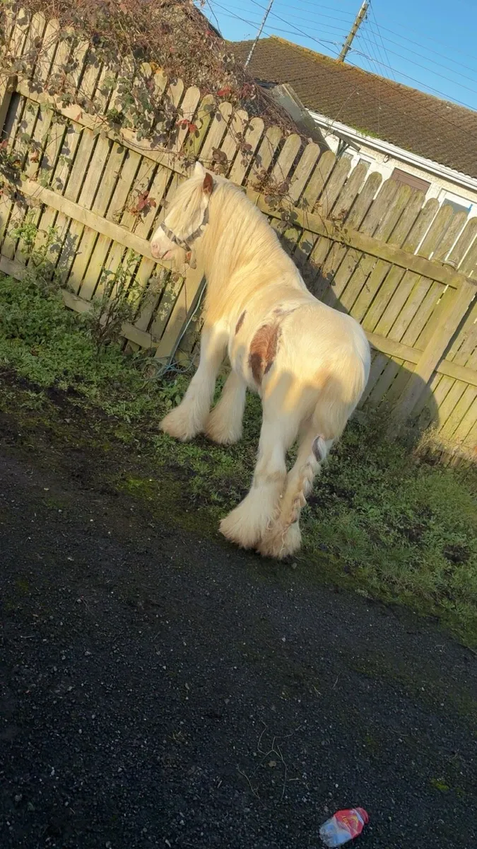 Stallion 4 year old - Image 1