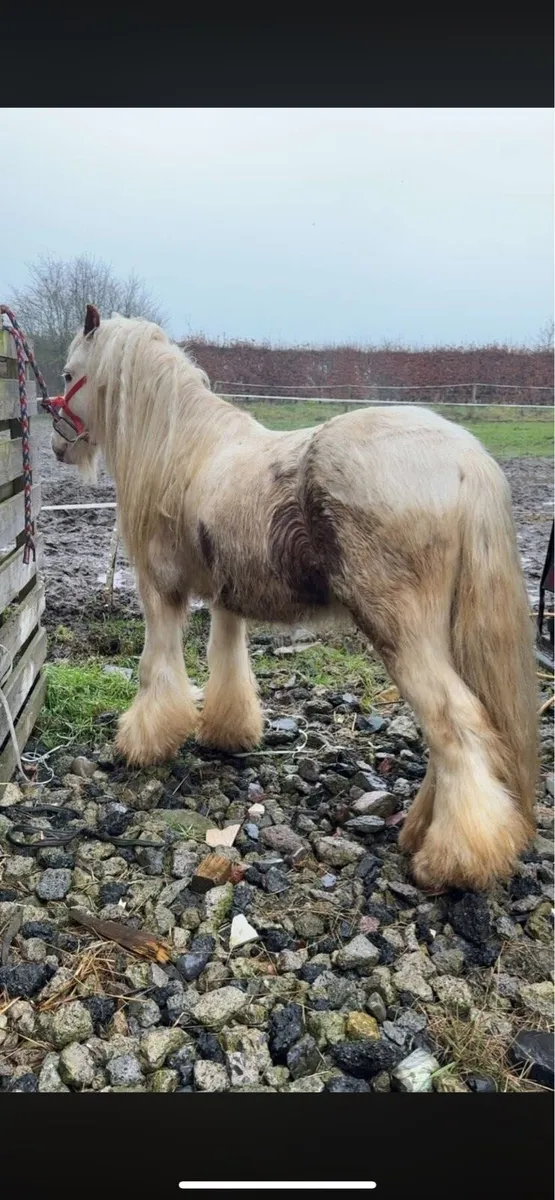 Stallion 4 year old - Image 4