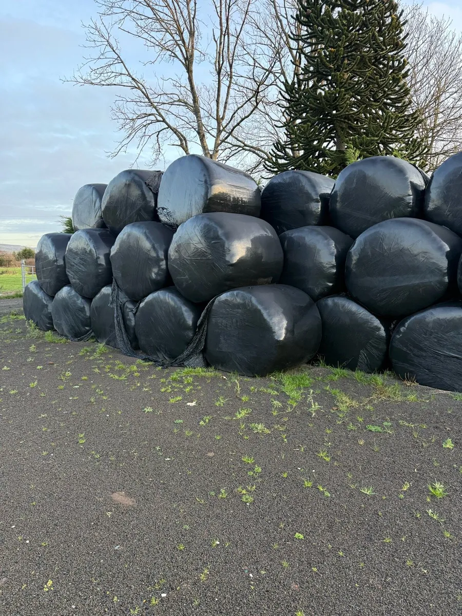 Silage bales - Image 1