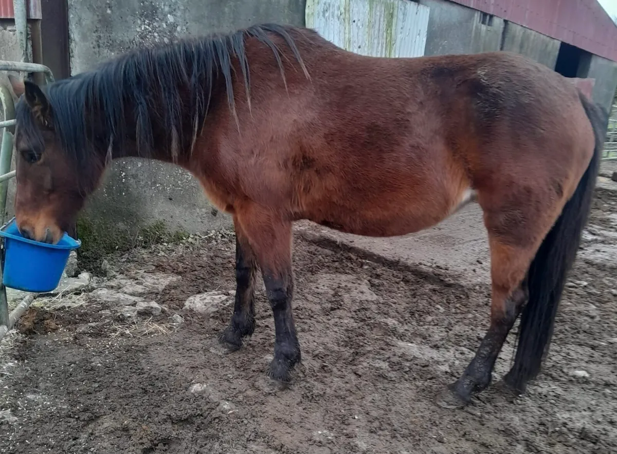 Nice 4yo Well-Bred Filly – Ready for Breaking - Image 1