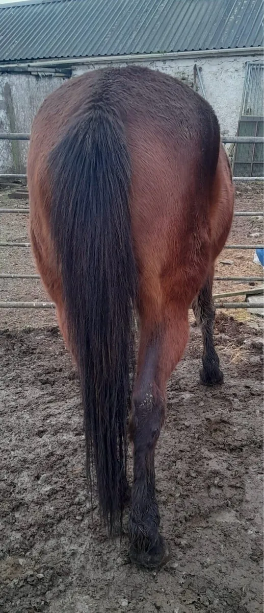 Nice 4yo Well-Bred Filly – Ready for Breaking - Image 2